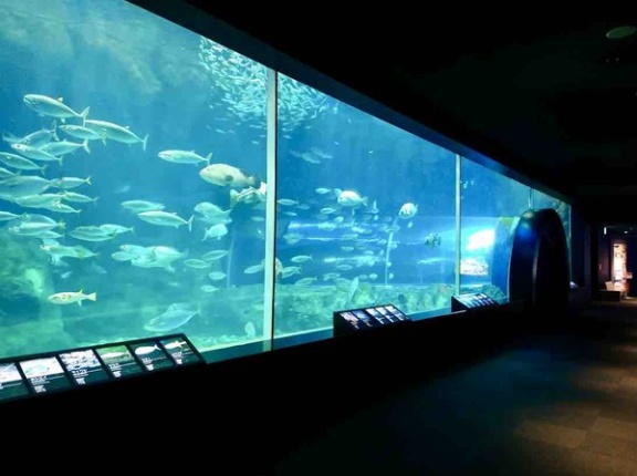 水族館がもっとおもしろくなる！？『マリンピア日本海』で研究者講演『水の中の生き物の社会・知性・脳の話』開催。3月7日。オンライン事前参加受付中！【PR】