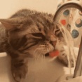 【GIF】 猫「飲めない・・・」【再】