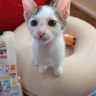 NPO法人 福井犬猫を救う会