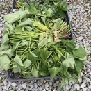 サツマイモの苗植え完了