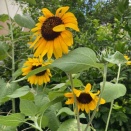 8月