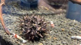 三月からエビ飼い始めて稚エビたくさん増えた☺（※画像あり）