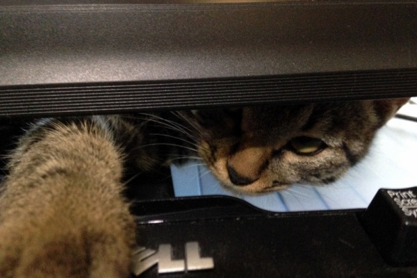 猫ココ ドライブ猫 ココちゃん | ako-0703さんのﾌﾞﾛｸﾞ