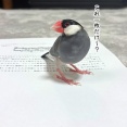 選り好みを始めたセラ