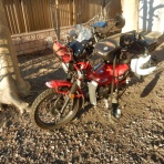 ももんがの飛膜