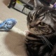 猫を飼いたいんだけど