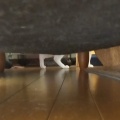 逃げる 逃げる…
