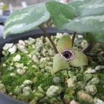 マツゴロウの山野草