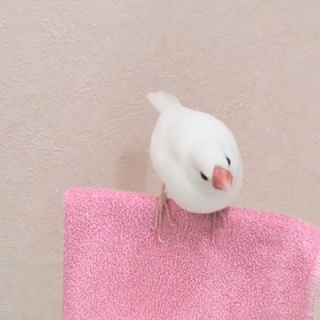 白文鳥のぴーちゃんの記録