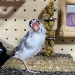 桜文鳥おぴい三昧