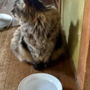 氷を見つめるマロちゃん