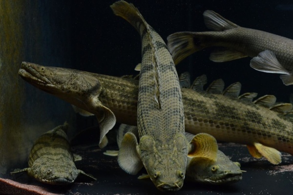 ワイルドコンギクス　ブリードエンドリ 2013年ロットのブリード・コンギクス : アクアワーク ～古代魚