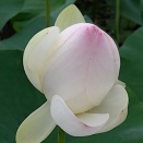 古代蓮の里へ行って来た