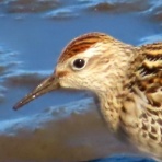 渓流釣りと食べ歩き桐生岩魚のブログ