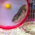 俺のハムスターが可愛すぎて働きたくないでござる