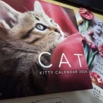 馴れていない成猫の幸せへの道