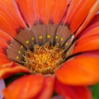 『LAOWA50mmF2.8 2倍マクロによる花6態　2021/06/08』の画像