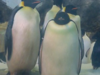 世界ペンギンの日です