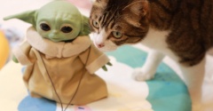 グローグーと猫。