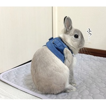 うさぎのルリ(10/22追記)