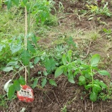 『苗付け夏の陣来たる、ボードゲーム「ノヴァルナ」』の画像