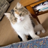 おいしいゲリラのおしらせ