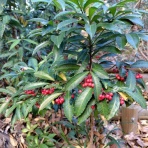 畑と音楽と囲碁と．．．日々是好日