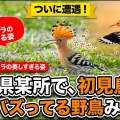 栃木県某所で、初見鳥！！！あのバズってる野鳥みれた！