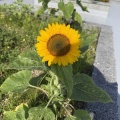 🌻ヒマワリ🌻