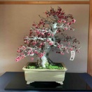 国風展選考審査、涙の落選💧姫林檎「紅姫」