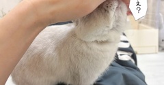 うさぎのルリ(9/26追記)