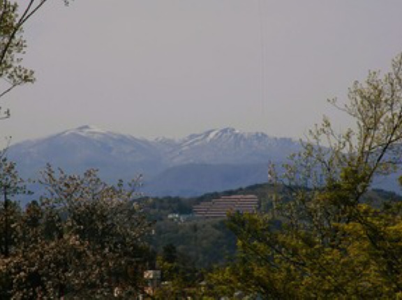 山野草　続々咲く