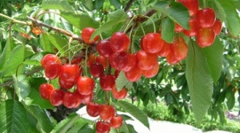 北海道新聞「サクランボは血の滴。たわわに実った光景を見ると『戦争』へとイメージがつながる」