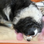 イヌじゃないの、ムスメなの☆