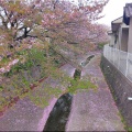 4/6(月)〝竹ヶ端運動公園〟〝集会所裏水呑川土手〟サクラ並木の散策(^.-)☆(15)