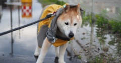 ゲリラじゃないけど雷雨きた…