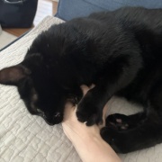 娘と私への猫の対応の違い