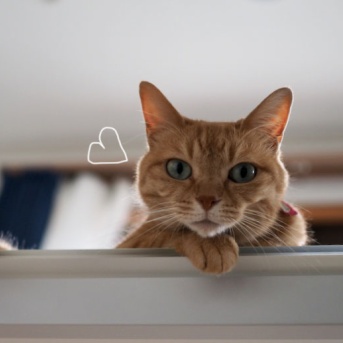 下から見上げた猫♪