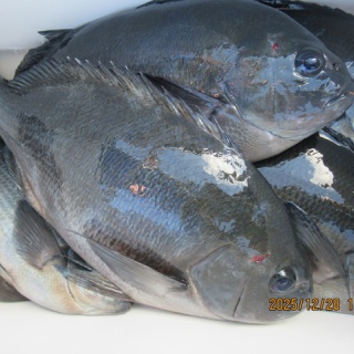 中本渡船　釣果情報