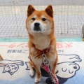 譲渡会のお知らせ