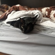 【猫写真】布団の横から顔を出すアヤちゃん