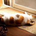 猫に小判を与えたら。 埋蔵金:千九百弐拾四両 行きはせずぅ居るには居るぅがぁ・・・。