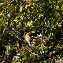ノビタキ、ウラギンシジミ