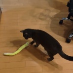 Dori・Ichi・Bii　の家 🎶