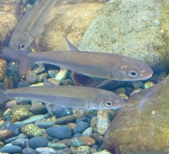 2026年は午年！『長岡市寺泊水族博物館』で午年にちなんだ魚『ワタカ（馬魚）』を展示！12月26日～2026年2月1日。