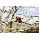 東山湖 散歩　&　定点撮影の桜の蕾