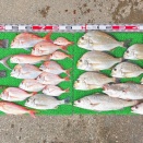 2025年12月8日　釣果