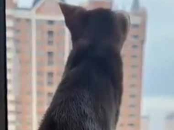 彼女がベッドの上から窓の外を眺めていた。そこから少しだけ身を乗り出す → こうなった…