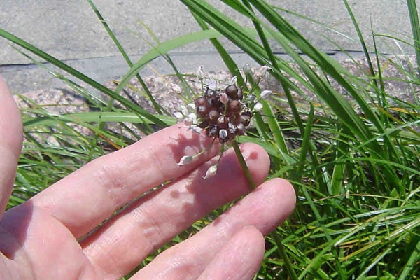 雑草をめぐる物語