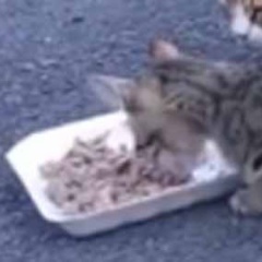 母ネコが見守る前で子猫がゴハンを食べていた。うちの子になにするの！ → 近くにいた猫、とばっちりです…